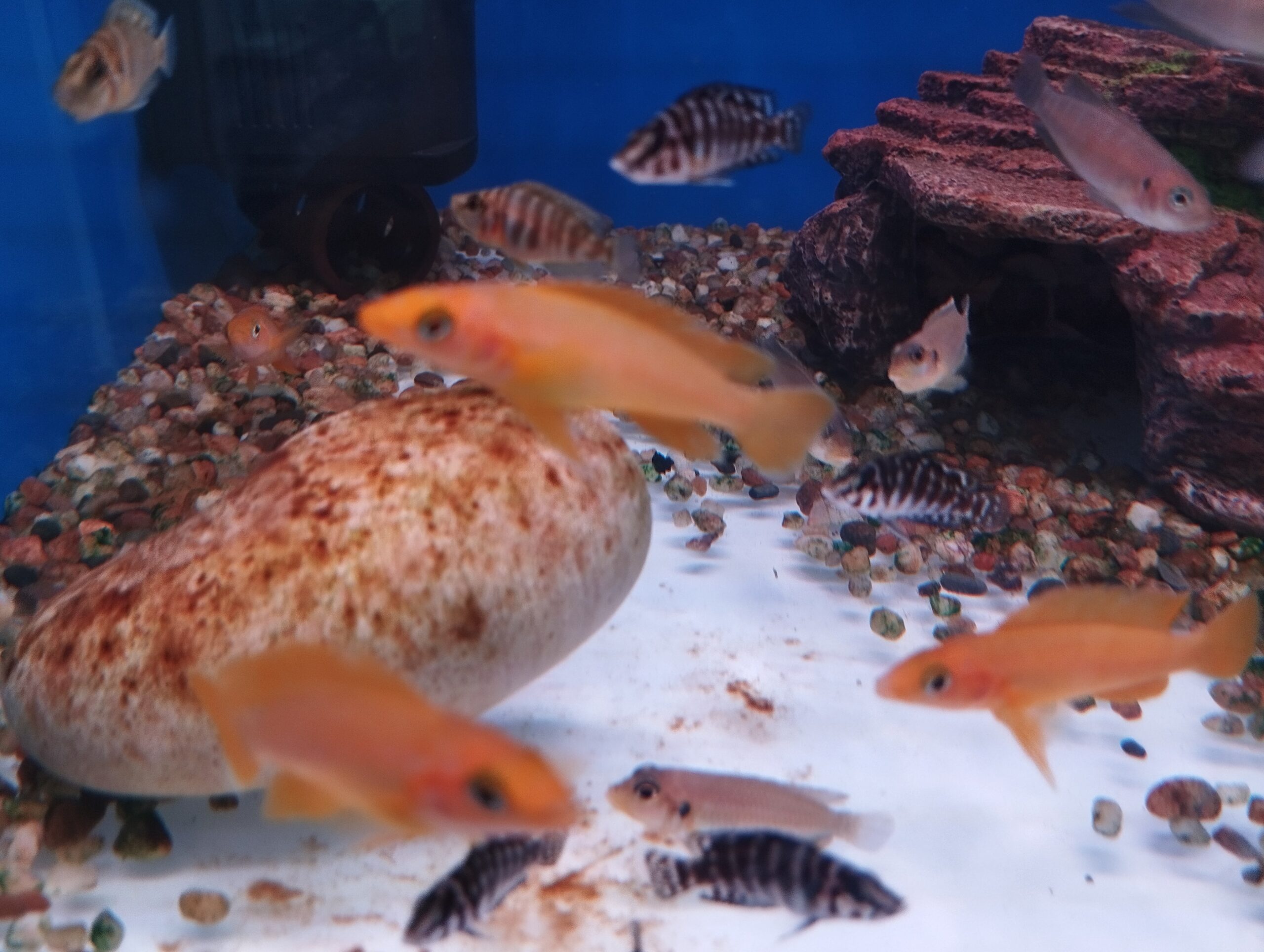 Lemon Cichlid