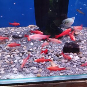 Albino Cherry Barb