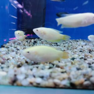 Golden paradise fish