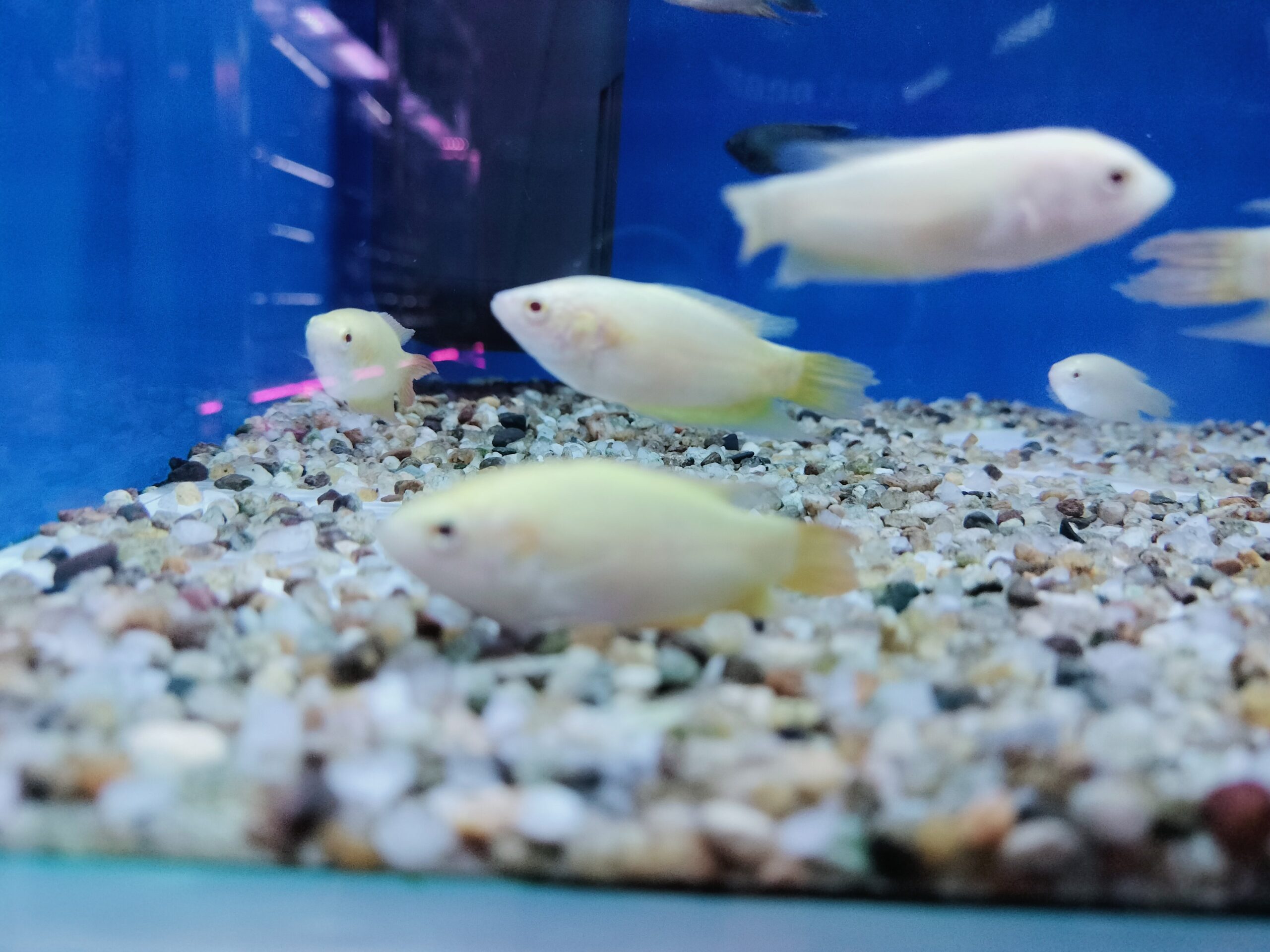 Golden paradise fish