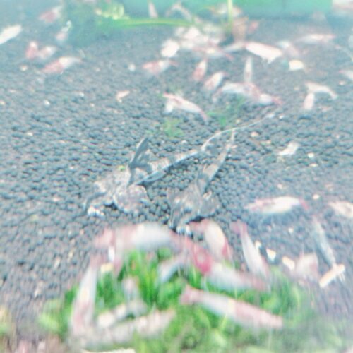 Marble Whiptail Catfish