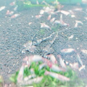 Marble Whiptail Catfish