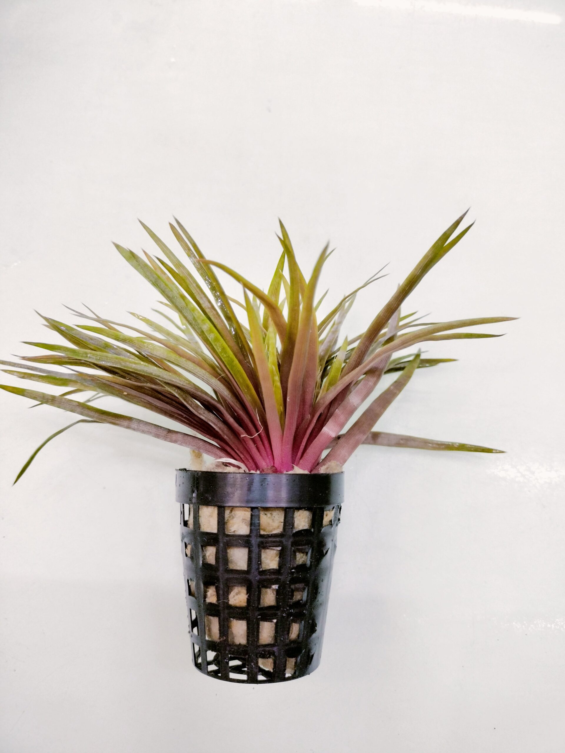 TCulture Eriocaulon Red (Pot)