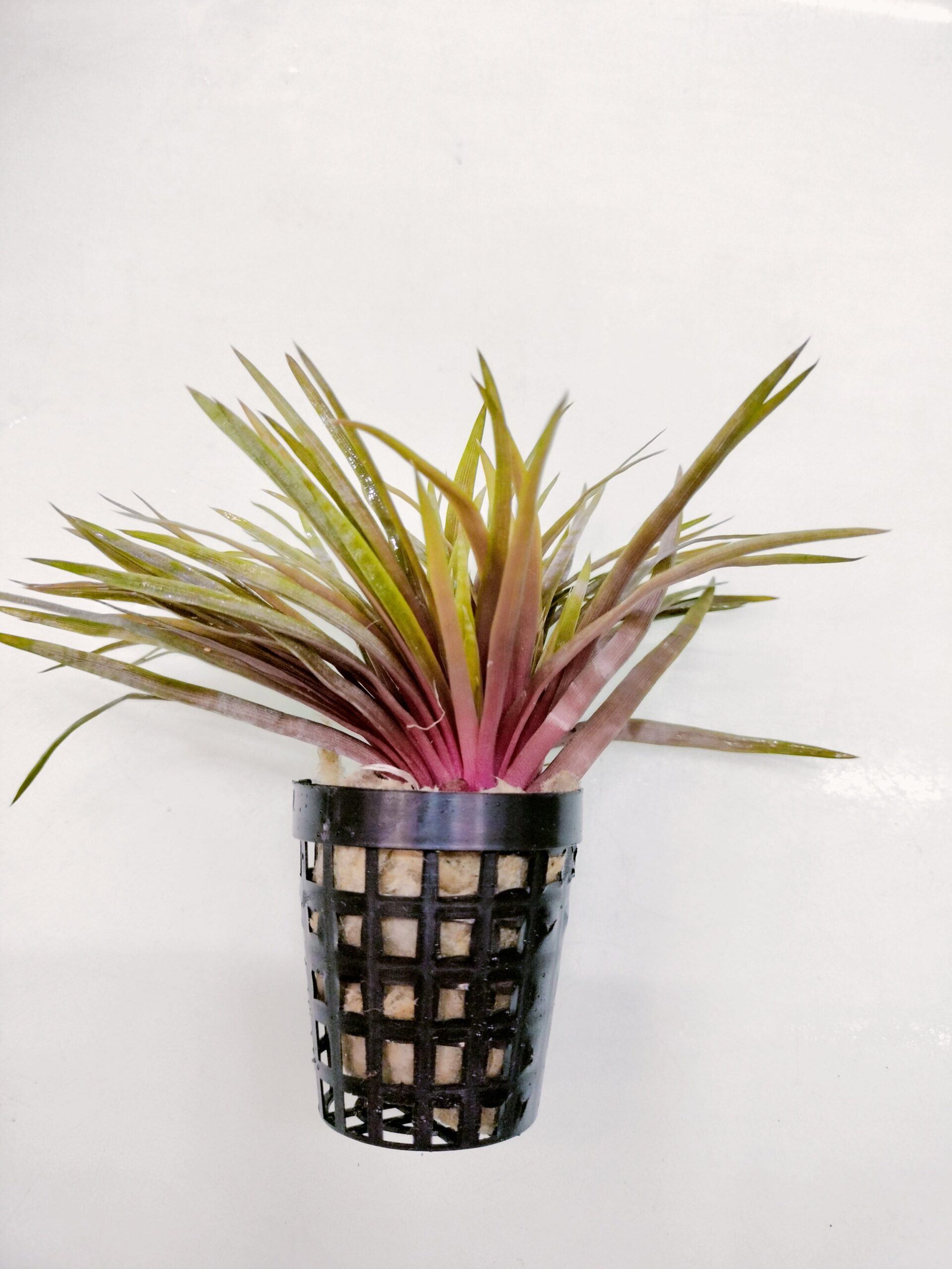 TCulture Eriocaulon Red (Pot)