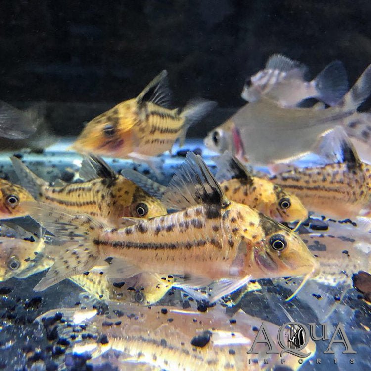 Incolicana Corydoras