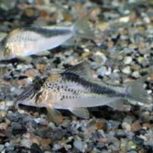 Fowleri Corydoras