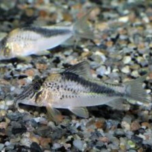 Fowleri Corydoras