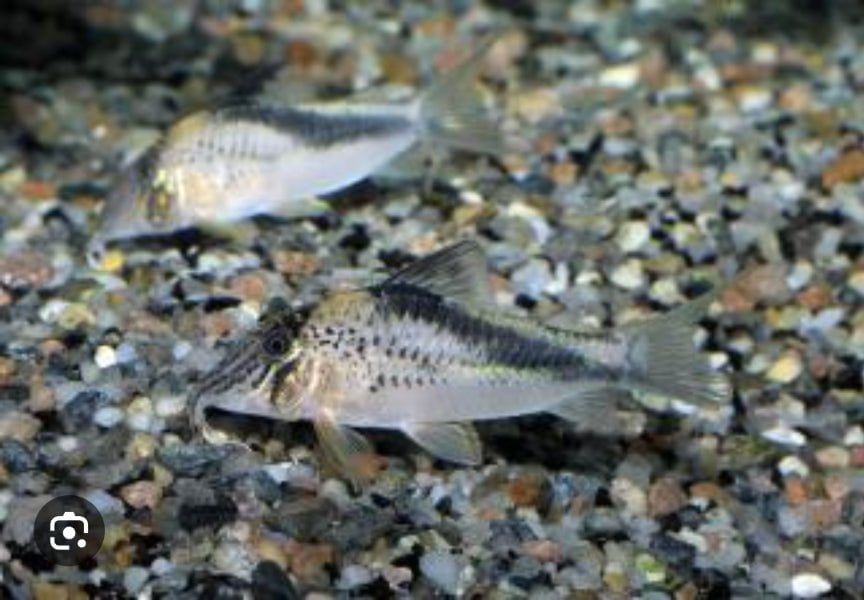 Fowleri Corydoras