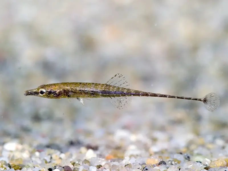 Indostomus Crocodilus