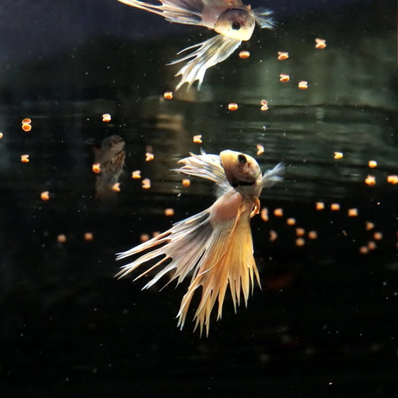 JBL ProNovo Betta Grano S (Colour Enhancing)