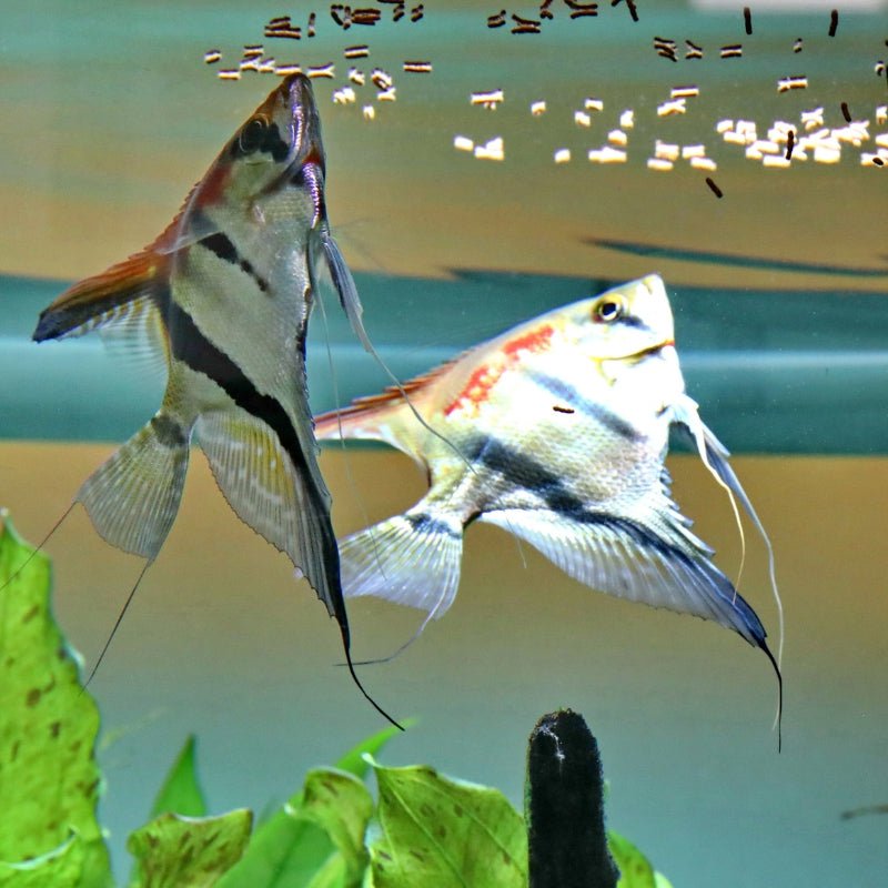 JBL ProNovo Betta Insect Stick S (insect treat for bettas)