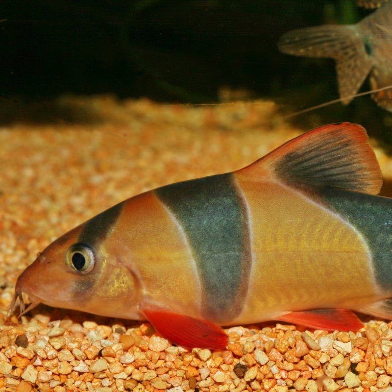 JBL ProNovo Botia Tab M (Spirulina Food Tabs)