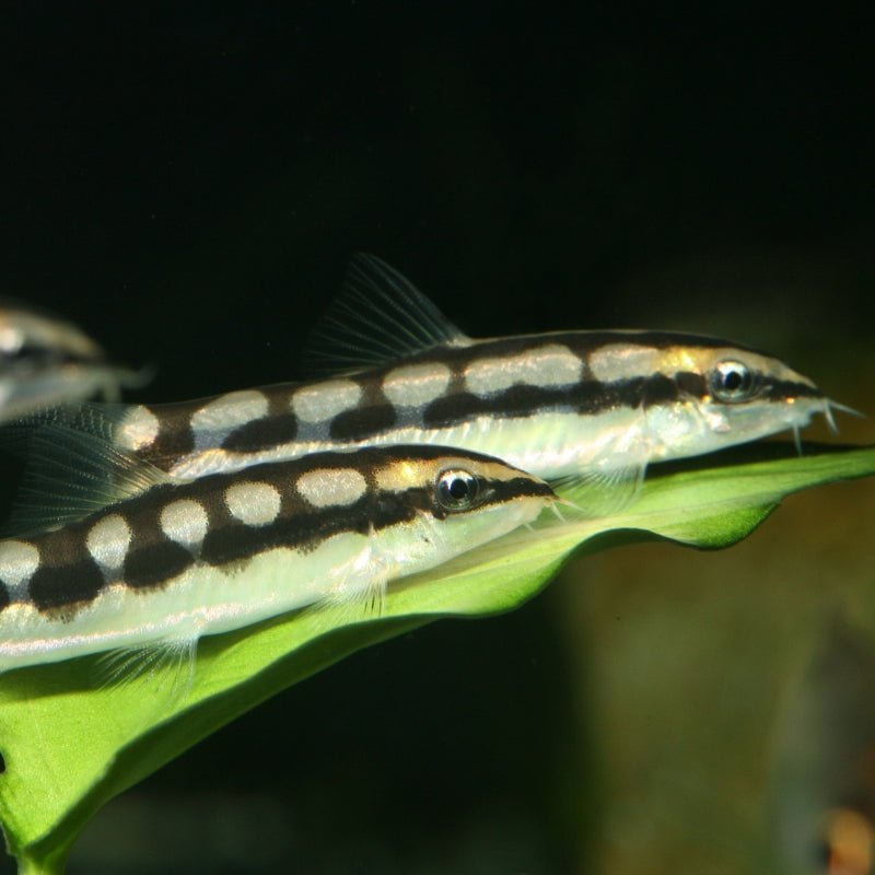 JBL ProNovo Botia Tab M (Spirulina Food Tabs)