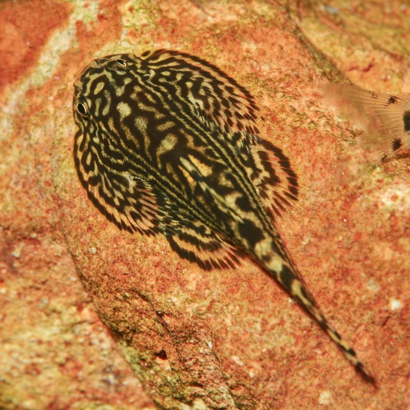 JBL ProNovo Botia Tab M (Spirulina Food Tabs)