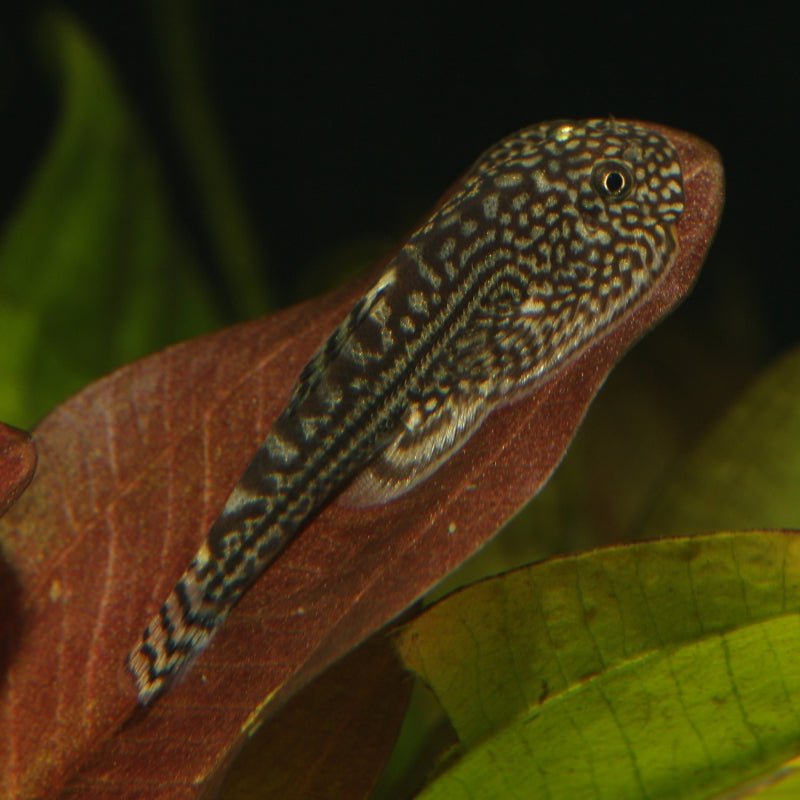 JBL ProNovo Botia Tab M (Spirulina Food Tabs)