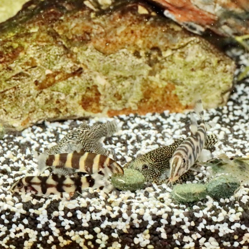 JBL ProNovo Botia Tab M (Spirulina Food Tabs)