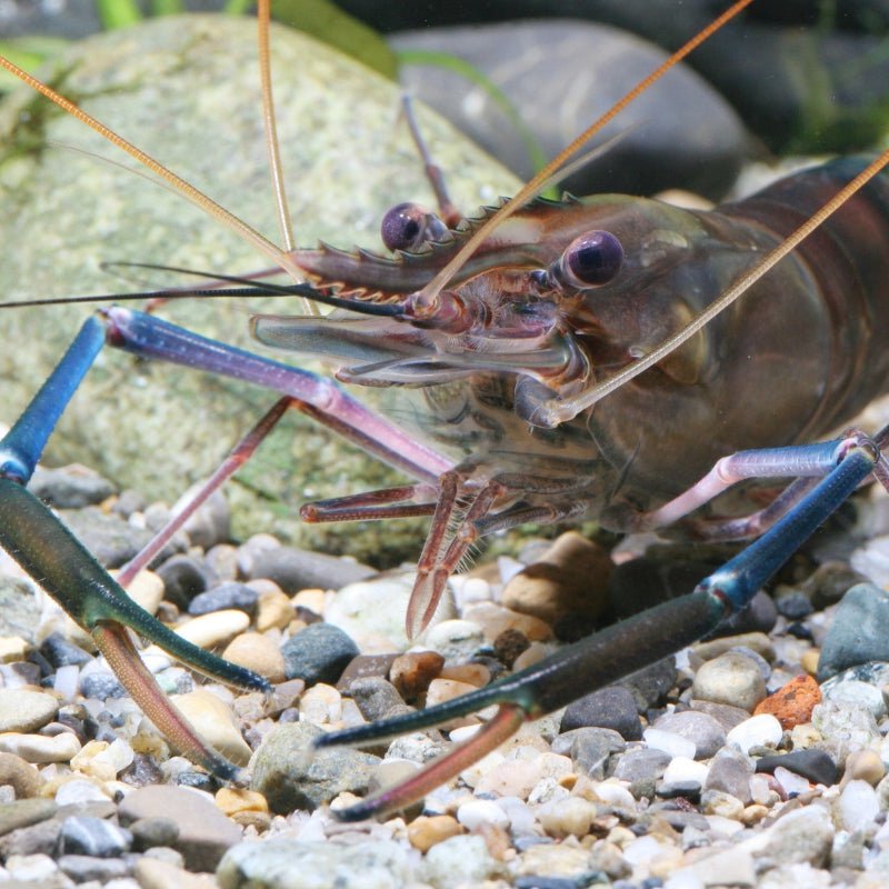 JBL ProNovo Crabs Wafer M (Food for Crayfish and Crabs)