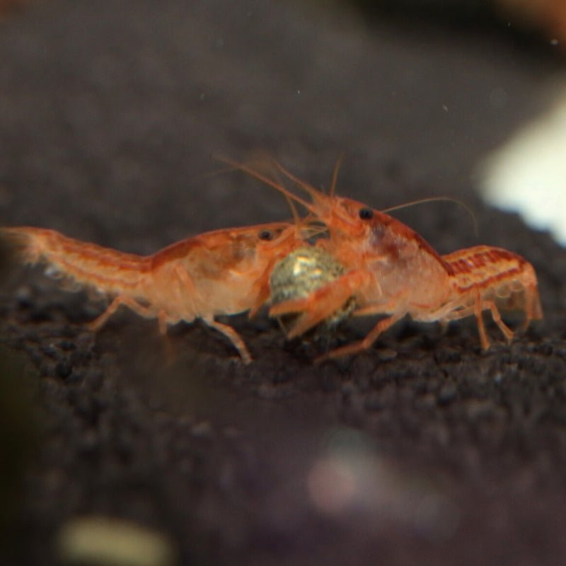 JBL ProNovo Crabs Wafer M (Food for Crayfish and Crabs)