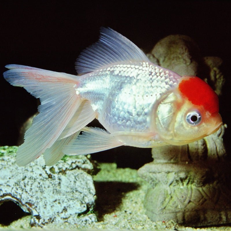 JBL ProNovo FanTail Grano S / M (Colour Enhancing Sinking Pellet For G