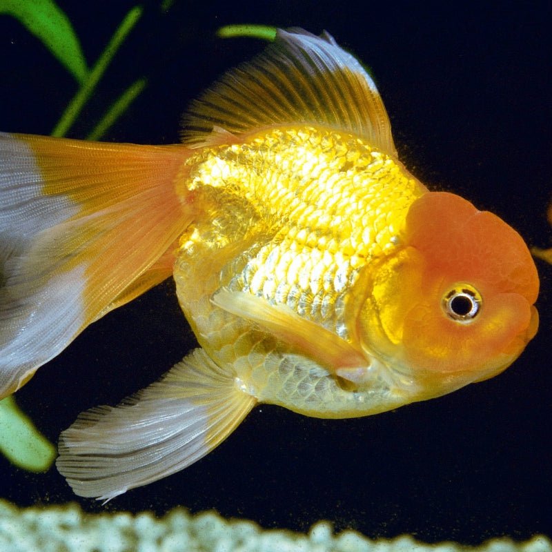 JBL ProNovo FanTail Grano S / M (Colour Enhancing Sinking Pellet For G