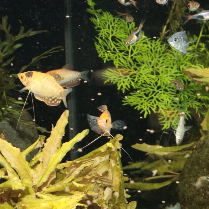 JBL ProNovo Gourami Grano S (Colour Enhancing Diet)
