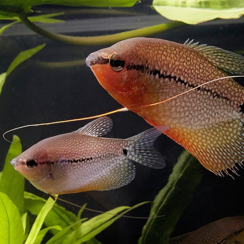 JBL ProNovo Gourami Grano S (Colour Enhancing Diet)