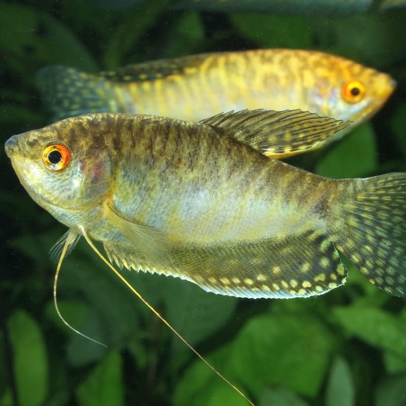 JBL ProNovo Gourami Grano S (Colour Enhancing Diet)