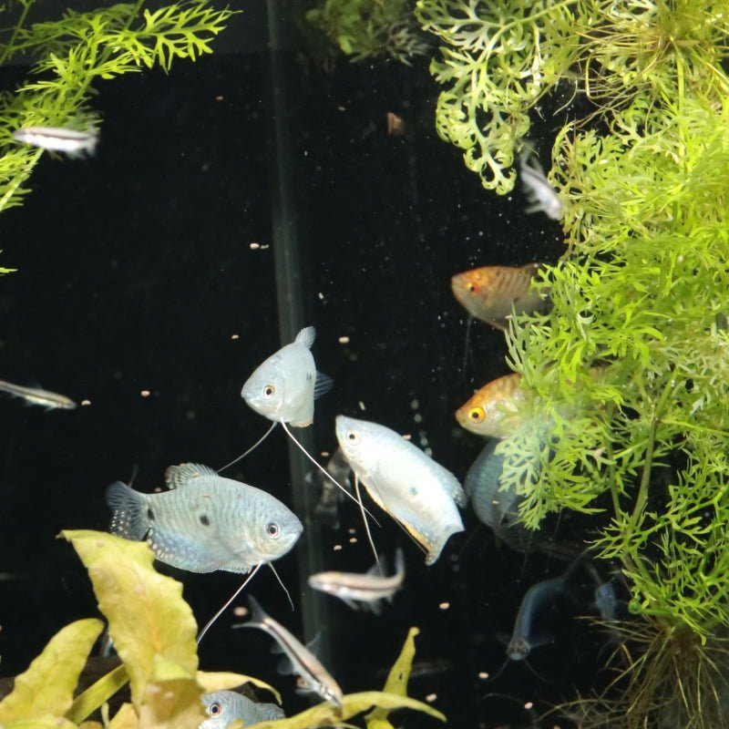 JBL ProNovo Gourami Grano S (Colour Enhancing Diet)