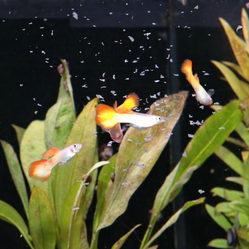 JBL ProNovo Guppy Flakes S (Colour Enhancing Flakes)