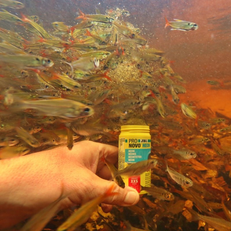 JBL ProNovo Neon Grano XXS (Fine Granules Sizing For Neon Fishes)