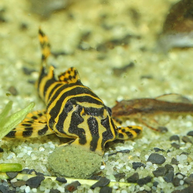 JBL ProNovo Pleco Wafer M (Plecos Food With Natural Wood Fibres)