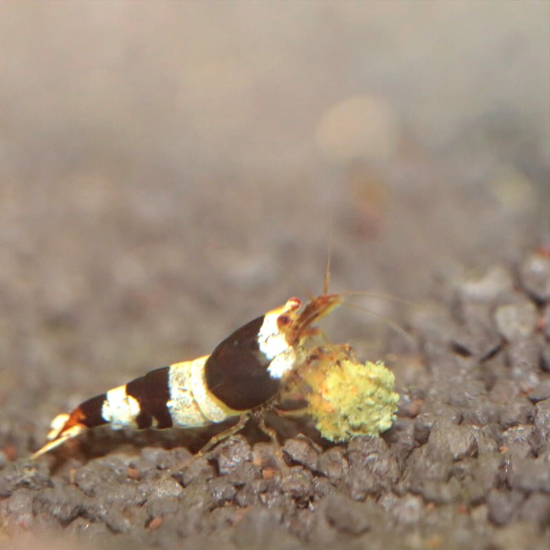 JBL ProNovo Shrimps Grano S (Ideal Shrimp Food)