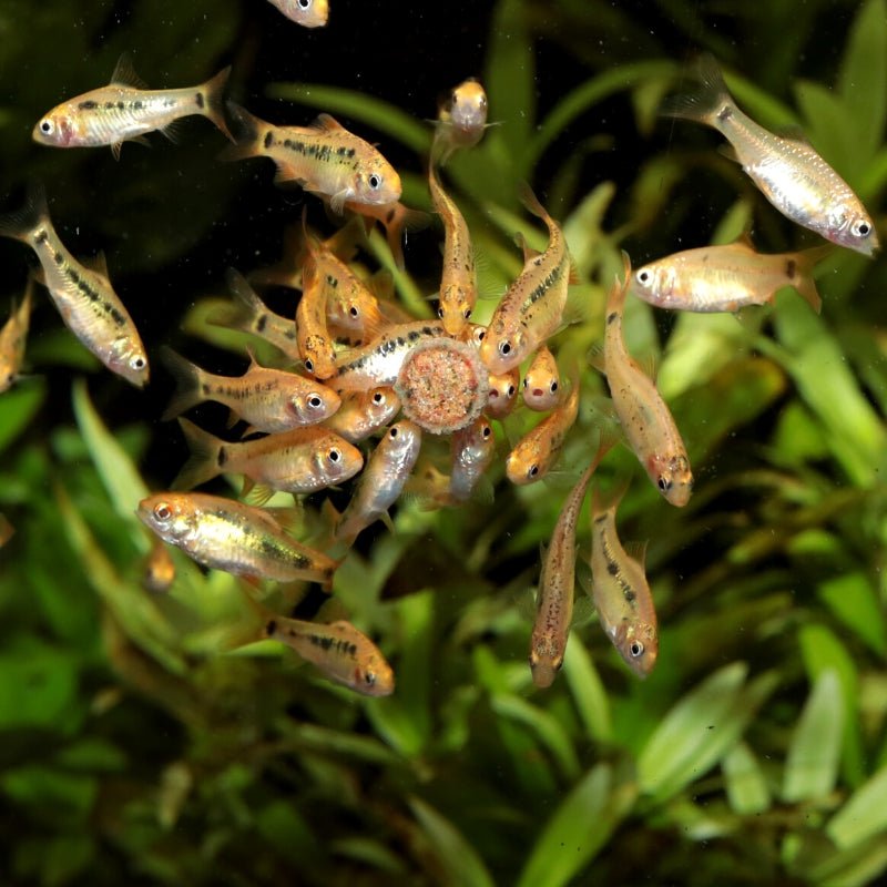 JBL ProNovo Tab M (Tab For CatFish, Corys)