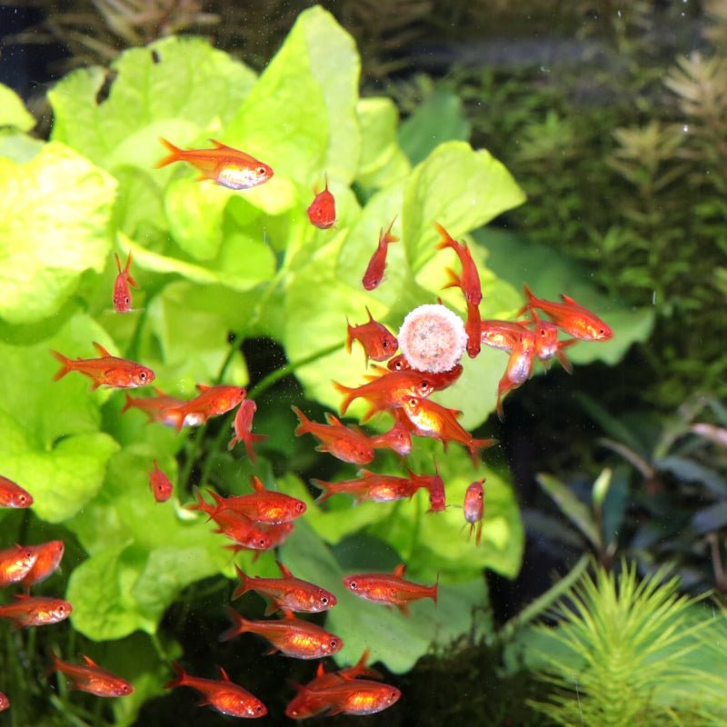 JBL ProNovo Tab M (Tab For CatFish, Corys)