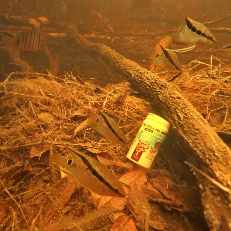 JBL Pronovo Cichlid Grano S