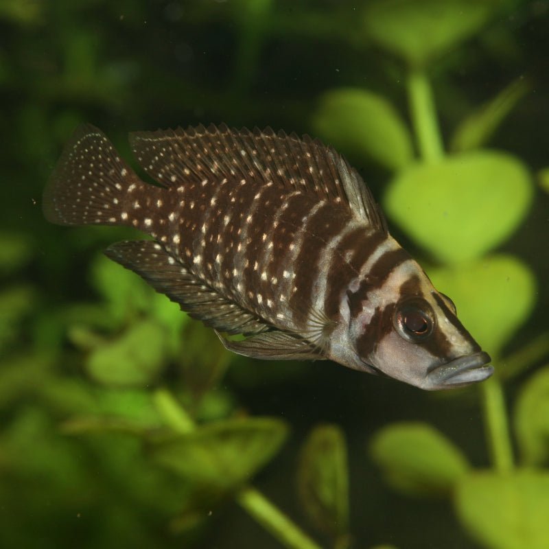 JBL Pronovo Malawi Grano M 250Ml