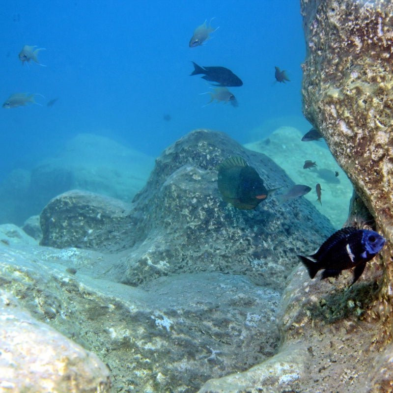 JBL Pronovo Malawi Grano M 250Ml