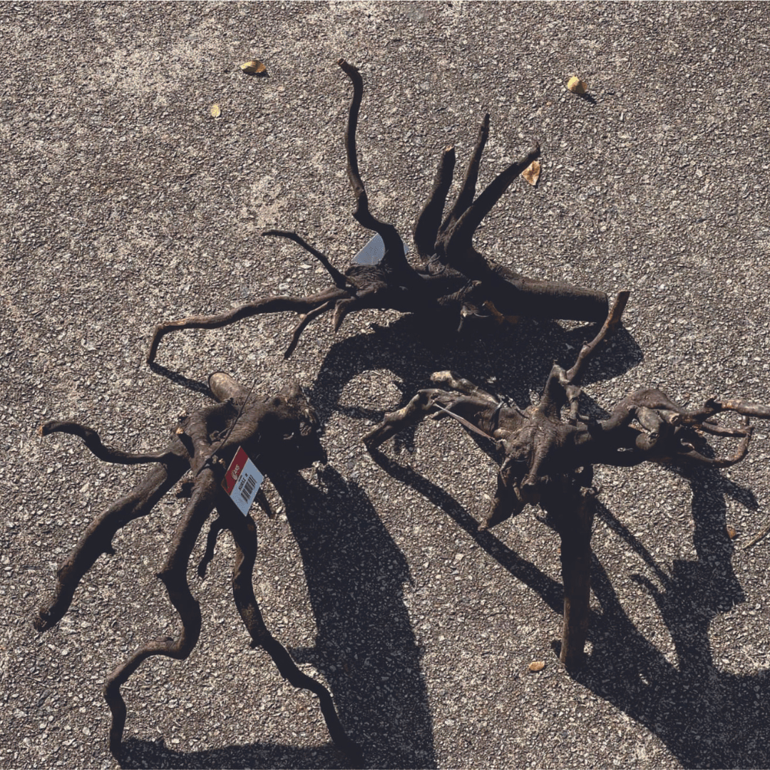 ANS Kusri Driftwood (Random Pick)