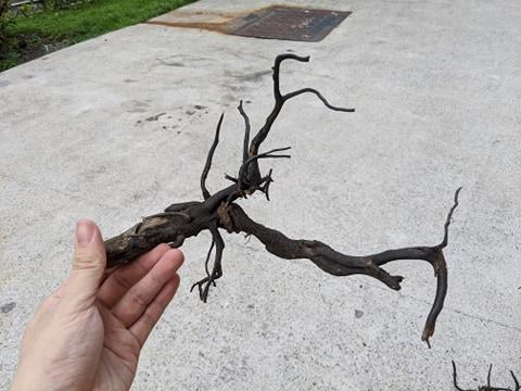 ANS Kusri Driftwood (Random Pick)