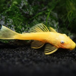 Pleco Blue Eye Lemon Bristlenose L144
