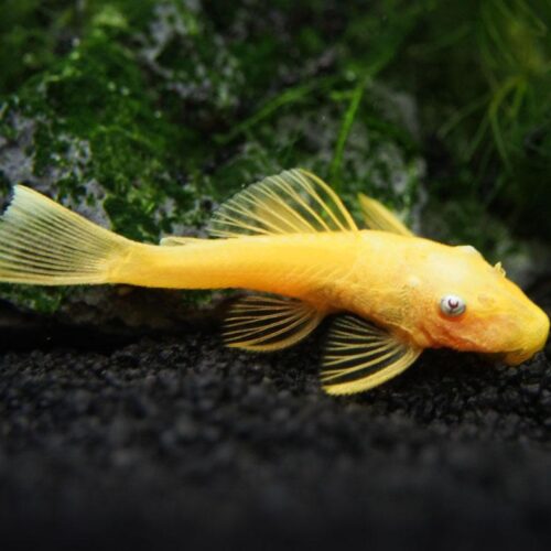 Pleco Blue Eye Lemon Bristlenose L144