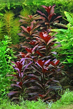Dennerle Ludwigia glandulosa in Pot