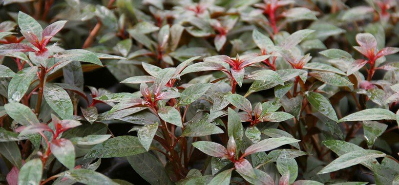 Dennerle Ludwigia glandulosa in Pot