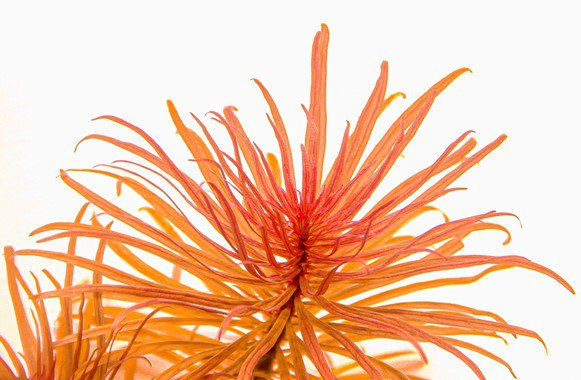 Dennerle Ludwigia inclinata var.verticillata