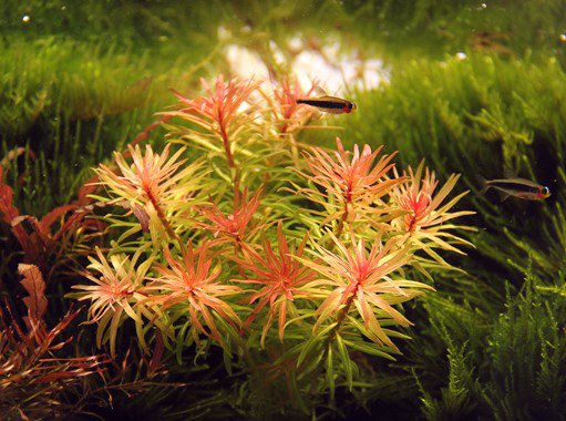 Dennerle Ludwigia inclinata var.verticillata