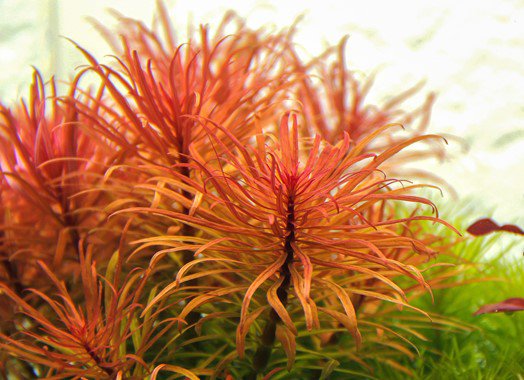 Dennerle Ludwigia inclinata var.verticillata