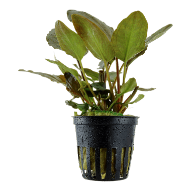 Tropica Lagenandra meeboldii 'Red' in Pot