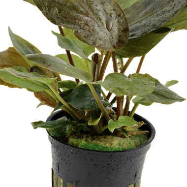 Tropica Lagenandra meeboldii 'Red' in Pot