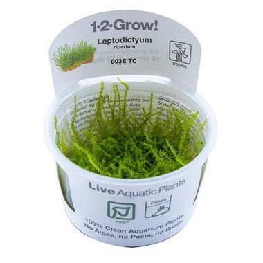 Leptodictyum riparium TROPICA 1-2-GROW!