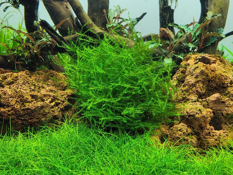 Leptodictyum riparium TROPICA 1-2-GROW!